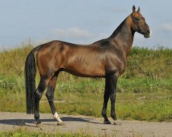 stallion Turkmentai (Akhal-Teke, 2000, from Tolkun)