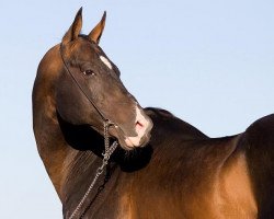 stallion Gudratli (Akhal-Teke, 1996, from Gistar 12)