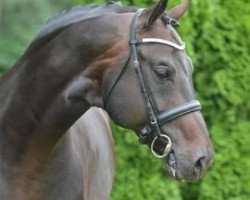 stallion Superstar (Oldenburg, 2001, from Sandro Hit)