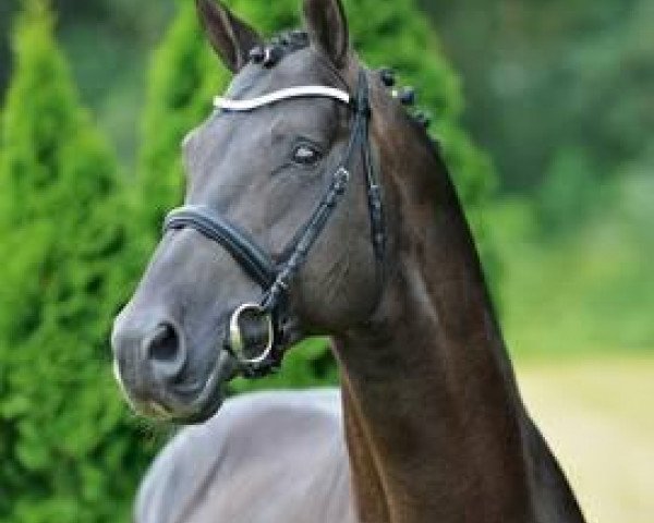 stallion Sir Landadel (Oldenburg, 1997, from Silvio I)