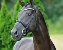 stallion Sir Landadel (Oldenburg, 1997, from Silvio I)