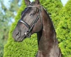 stallion Shalom (Hanoverian, 2008, from Sir Donnerhall I)