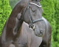 stallion Sandro Love (Hanoverian, 2006, from Sandro Song)