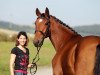 jumper Despina Vandi FS (Oldenburg show jumper, 2008, from Ludwig von Bayern 168 FIN)