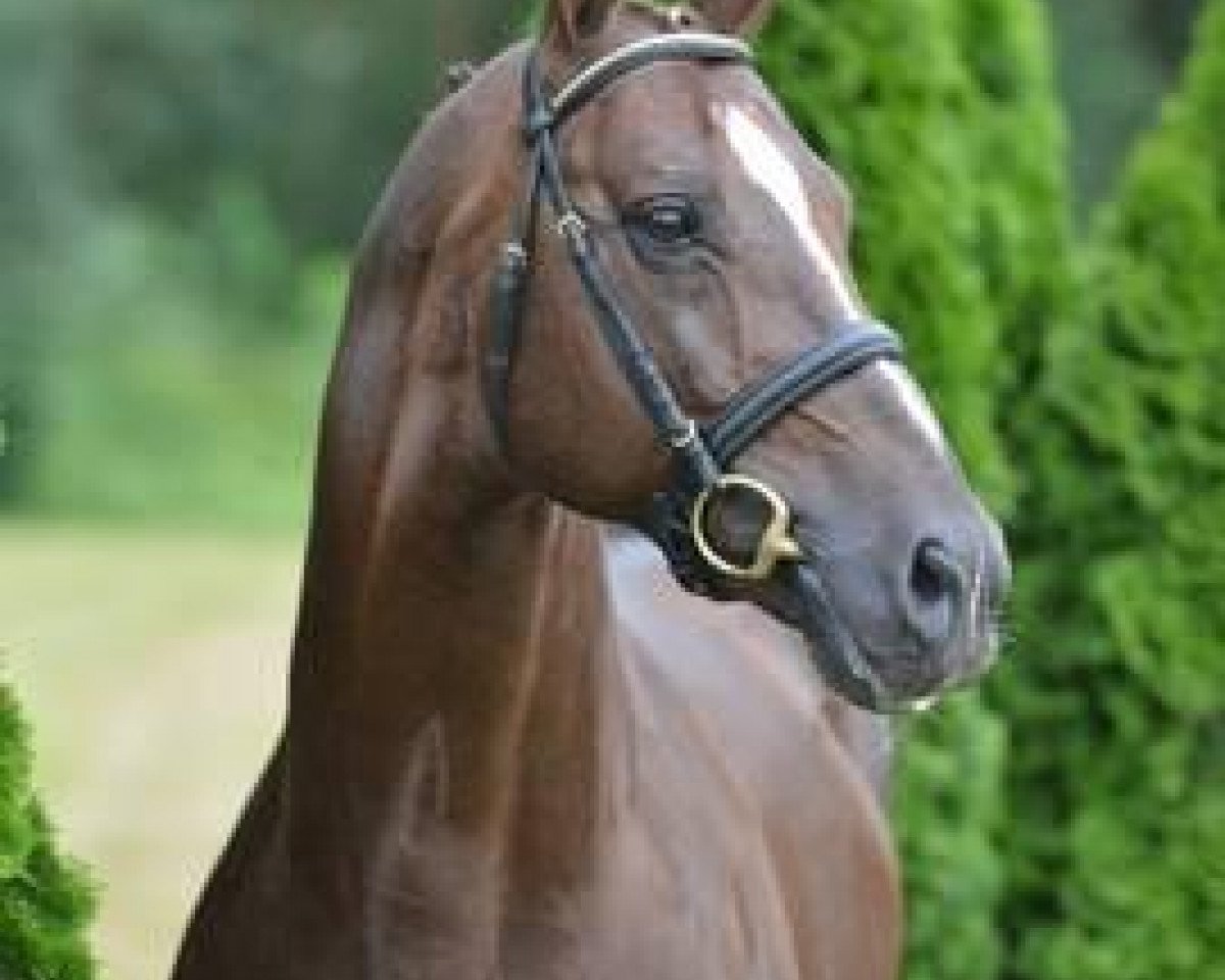 stallion Dark Rubin (Oldenburg, 1995, from Davignon I)