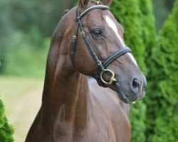 stallion Dark Rubin (Oldenburg, 1995, from Davignon I)