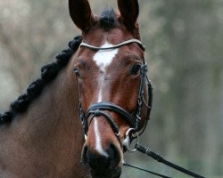 dressage horse Emilia Galotti (Westphalian, 2009, from Estobar NRW)