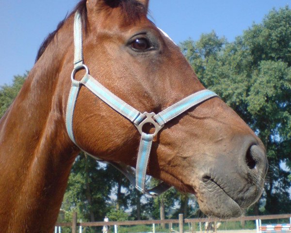 horse Carisma 29 (Brandenburg, 1996, from Cartier)