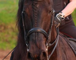 dressage horse Wibbe (Friese, 1999, from Sjaard 320)