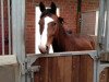 dressage horse Kiss me 28 (Trakehner, 2007, from Kasimir TSF)