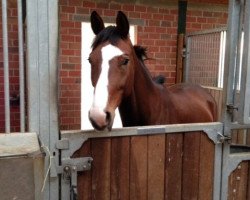 Dressurpferd Kiss me 28 (Trakehner, 2007, von Kasimir TSF)