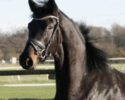 broodmare Fantastic Girl (Westphalian, 2010, from Fifty Cent)