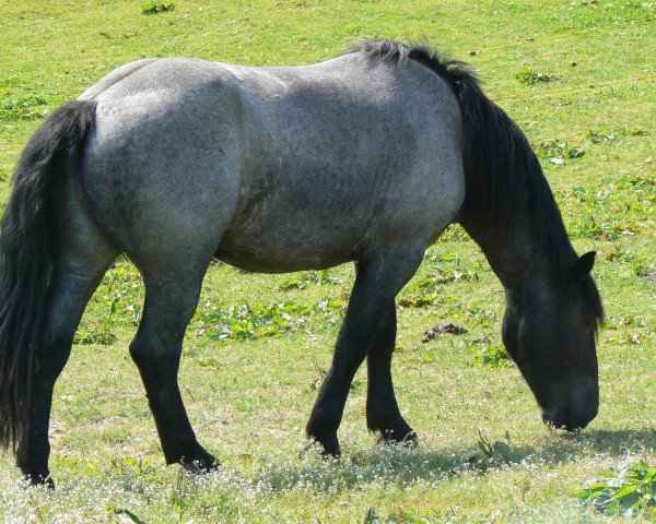 Pferd Zawinul Schaunitz XVIII (Noriker, 2010, von Zollfeld Schaunitz)