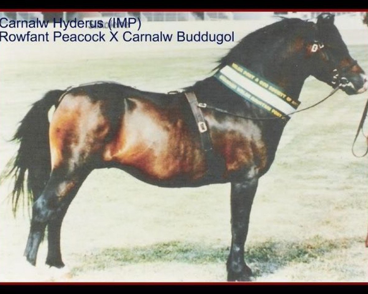 stallion Carnalw Hyderus (Welsh mountain pony (SEK.A), 1974, from Rowfant Peacock)