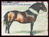 Deckhengst Carnalw Hyderus (Welsh Mountain Pony (Sek.A), 1974, von Rowfant Peacock)