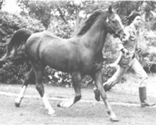 Deckhengst Indian King ox (Vollblutaraber, 1953, von Oran 1940 ox)