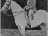 Zuchtstute Tan-Y-Bwlch Prancio (Welsh Mountain Pony (Sek.A), 1932, von Tan-Y-Bwlch Berwyn)