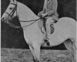 Zuchtstute Tan-Y-Bwlch Prancio (Welsh Mountain Pony (Sek.A), 1932, von Tan-Y-Bwlch Berwyn)