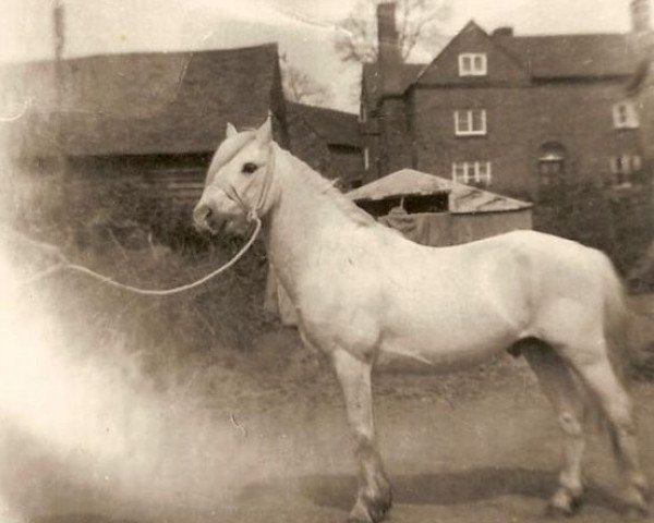 stallion Bowdler Blue Boy (Welsh mountain pony (SEK.A), 1933, from Bowdler Brightlight)
