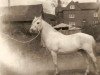stallion Bowdler Blue Boy (Welsh mountain pony (SEK.A), 1933, from Bowdler Brightlight)