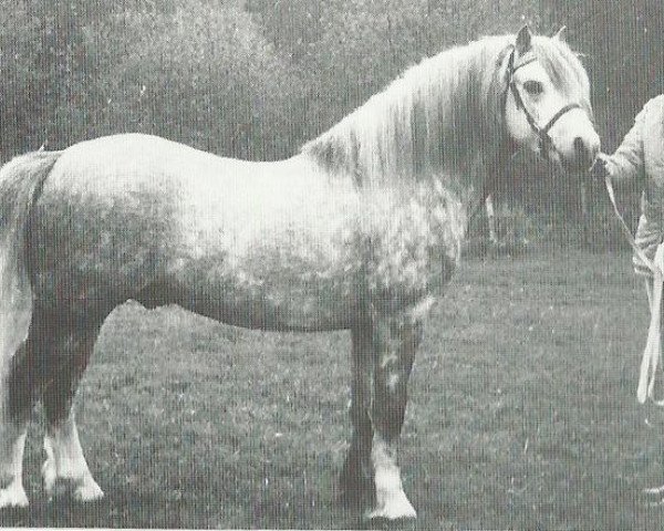 Deckhengst Revel Carreg (Welsh Mountain Pony (Sek.A), 1971, von Revel Chip)