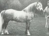stallion Revel Carreg (Welsh mountain pony (SEK.A), 1971, from Revel Chip)