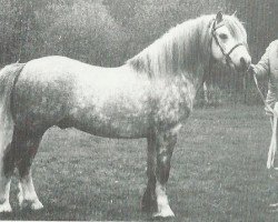 stallion Revel Carreg (Welsh mountain pony (SEK.A), 1971, from Revel Chip)