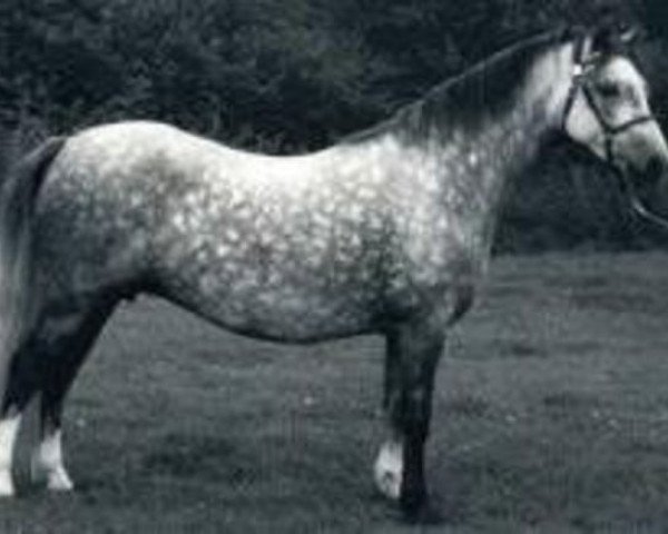 Zuchtstute Springbourne Carys (Welsh Mountain Pony (Sek.A), 1974, von Revel Carreg)