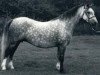 broodmare Springbourne Carys (Welsh mountain pony (SEK.A), 1974, from Revel Carreg)