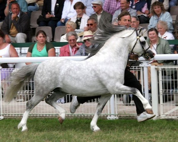 stallion Vechtzicht's Hywel (Welsh mountain pony (SEK.A), 1995, from Springbourne Claret)