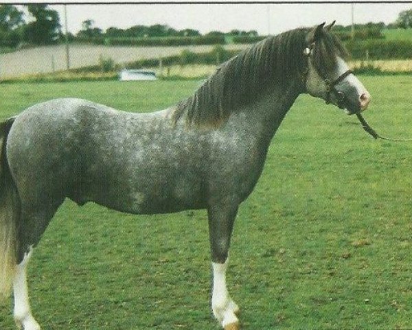 stallion Verdrefawr Daniel (Welsh mountain pony (SEK.A), 1991, from Verdrefawr Ianto)
