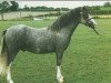 stallion Verdrefawr Daniel (Welsh mountain pony (SEK.A), 1991, from Verdrefawr Ianto)
