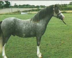 stallion Verdrefawr Daniel (Welsh mountain pony (SEK.A), 1991, from Verdrefawr Ianto)