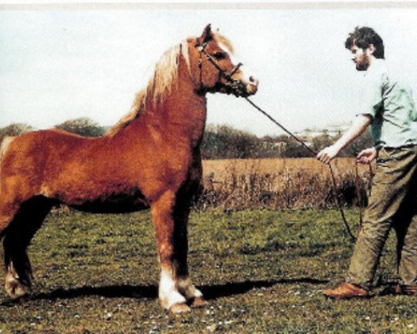 stallion Twyford Sprig (Welsh mountain pony (SEK.A), 1965, from Coed Coch Asa)