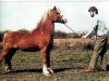 stallion Twyford Sprig (Welsh mountain pony (SEK.A), 1965, from Coed Coch Asa)