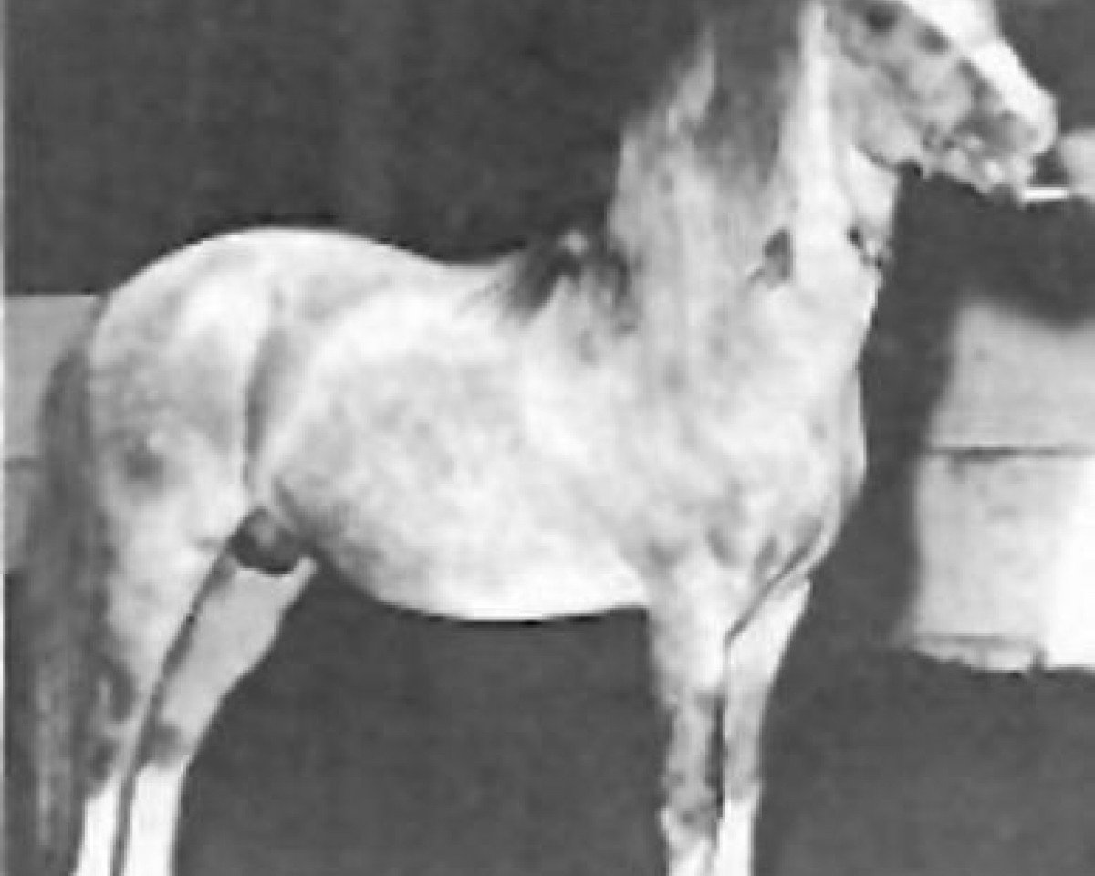stallion Bryntirion Rowan (Welsh mountain pony (SEK.A), 1947, from Coed Coch Glyndwr)