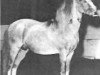 stallion Bryntirion Rowan (Welsh mountain pony (SEK.A), 1947, from Coed Coch Glyndwr)