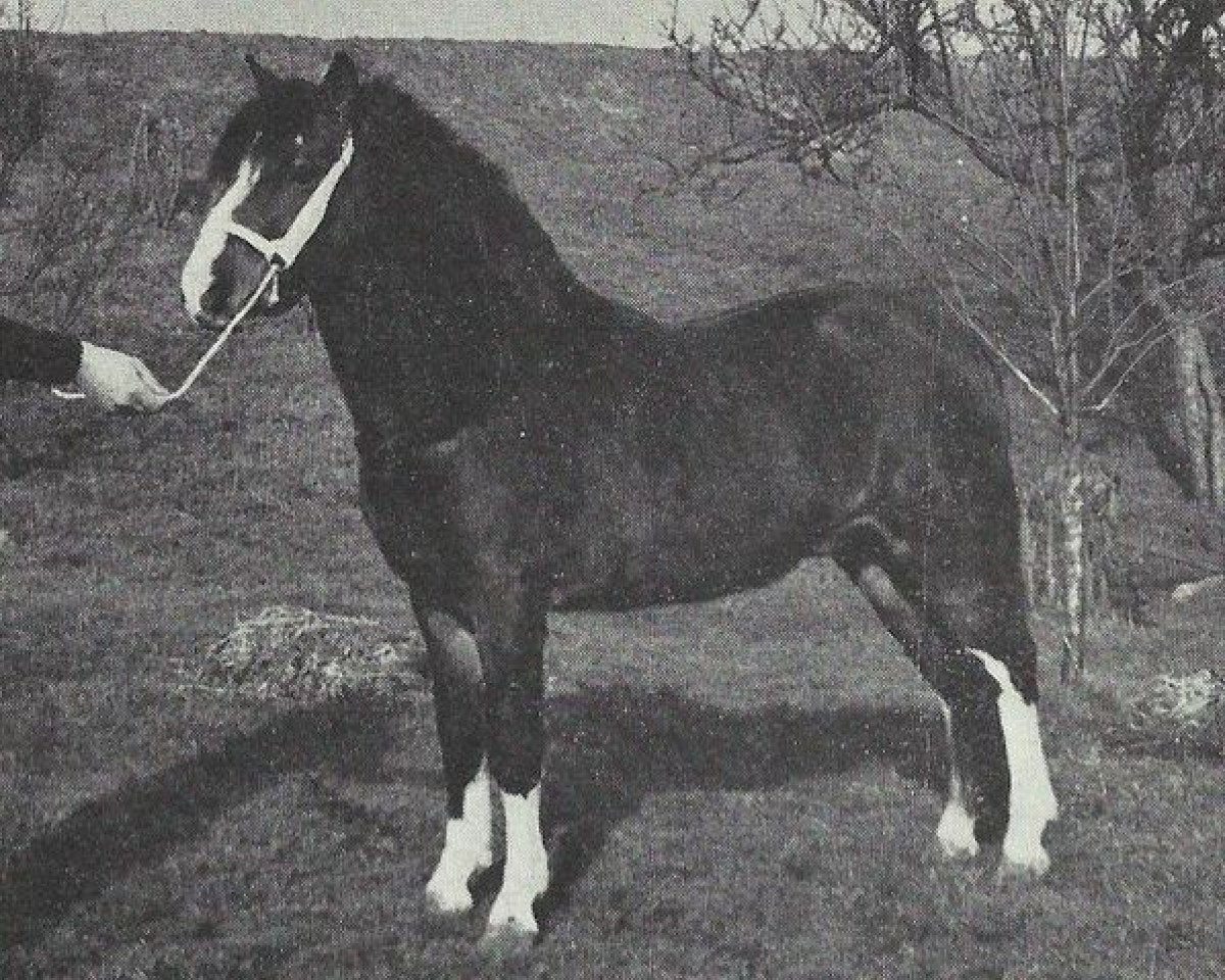 stallion Bywiog Lord Ted (Welsh mountain pony (SEK.A), 1962, from Bowdler Blighter)