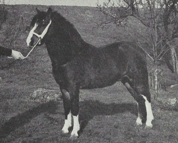 Deckhengst Bywiog Lord Ted (Welsh Mountain Pony (Sek.A), 1962, von Bowdler Blighter)