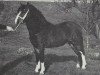 stallion Bywiog Lord Ted (Welsh mountain pony (SEK.A), 1962, from Bowdler Blighter)