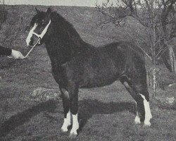 stallion Bywiog Lord Ted (Welsh mountain pony (SEK.A), 1962, from Bowdler Blighter)