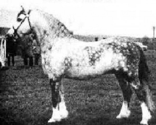 Deckhengst Gredington Simwnt (Welsh Mountain Pony (Sek.A), 1961, von Coed Coch Madog)