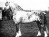 stallion Gredington Simwnt (Welsh mountain pony (SEK.A), 1961, from Coed Coch Madog)