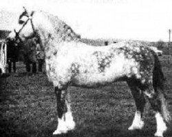 stallion Gredington Simwnt (Welsh mountain pony (SEK.A), 1961, from Coed Coch Madog)