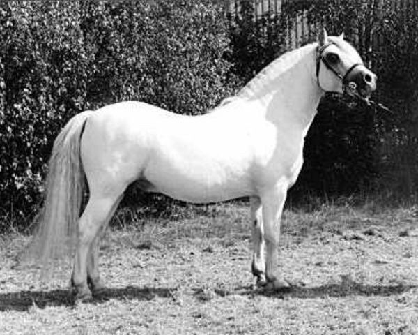 stallion Boskant's Cupido (Welsh mountain pony (SEK.A), 1977, from Rhyd-Y-Felin Simon)