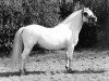 stallion Boskant's Cupido (Welsh mountain pony (SEK.A), 1977, from Rhyd-Y-Felin Simon)