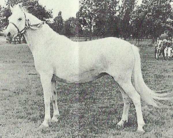 Zuchtstute Bryn Shaundi (Welsh Mountain Pony (Sek.A), 1958, von Bryn Monarch)