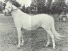 horse Bryn Shaundi (Welsh mountain pony (SEK.A), 1958, from Bryn Monarch)