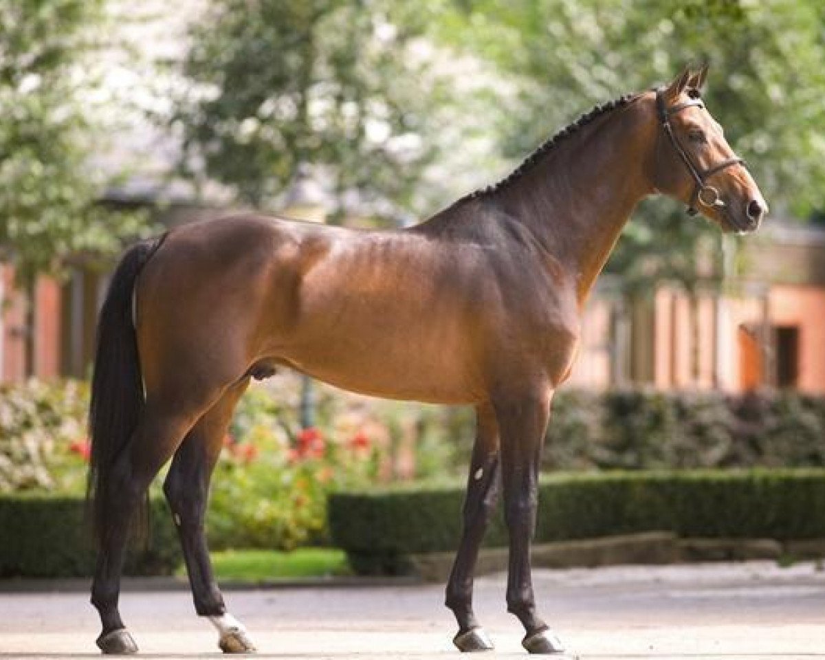 Deckhengst van Gogh (KWPN (Niederländisches Warmblut), 2002, von Numero Uno)