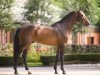 stallion van Gogh (KWPN (Royal Dutch Sporthorse), 2002, from Numero Uno)